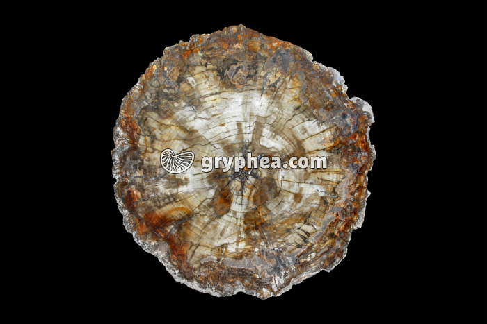 Tronc Araucaria silicifié CT 225 MA - gryphea.org